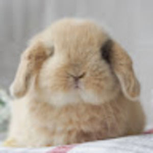 Meet your Posher, Maya